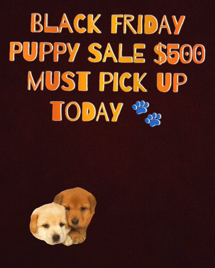 Cyber Monday Sale in Phoenix, Arizona
