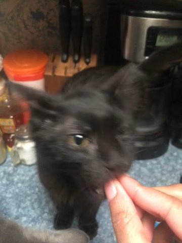 Kitten in Penn Hills, Pennsylvania
