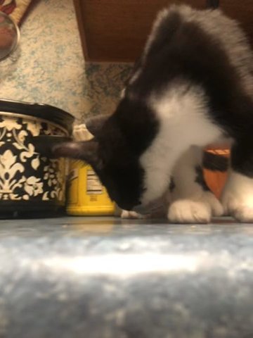 Kitten in Penn Hills, Pennsylvania