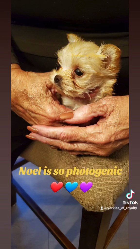 ? NOEL ? Tiny Yorkie in Pearland, Texas