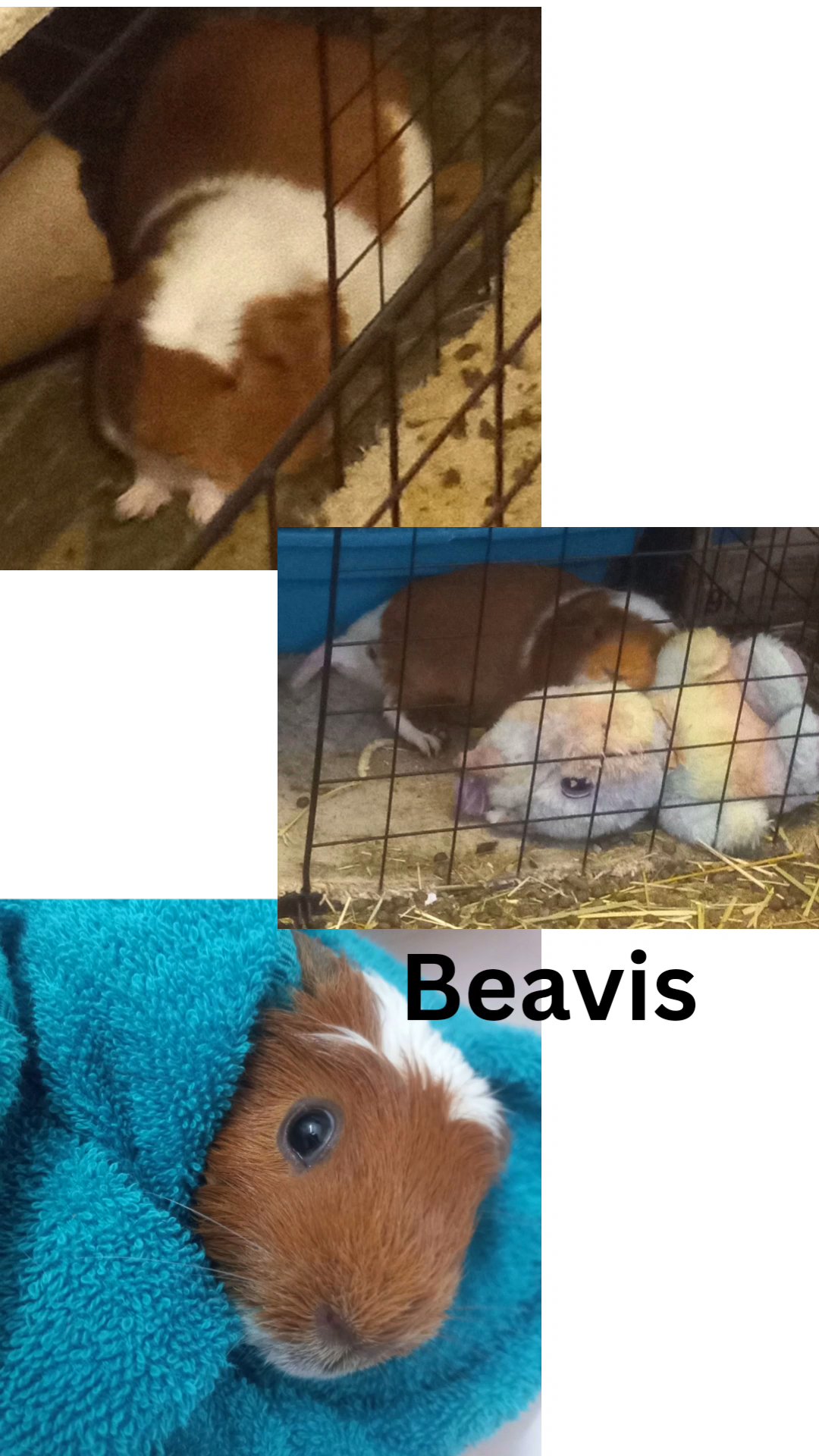 Bonded Male Guinea Pigs in Big Rapids, Michigan
