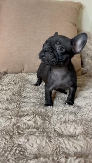 Penny Jr. (PJ) in Cleveland Heights, Ohio