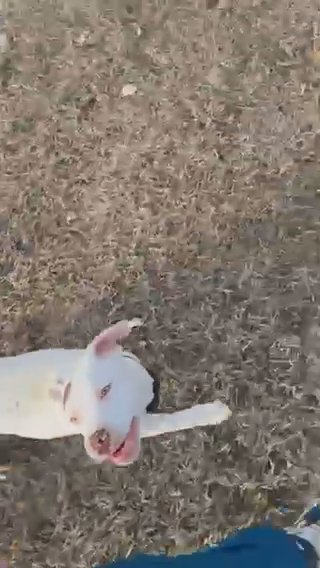 Purebred Pitbull in Edmond, Oklahoma