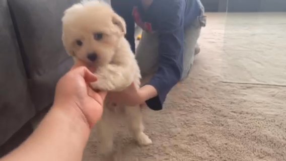 Maltipoo Puppies in Houston, Texas