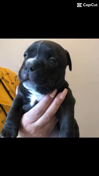 American Bully in Orlando, Florida