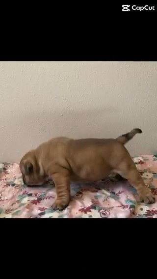 American Bully Male in Orlando, Florida