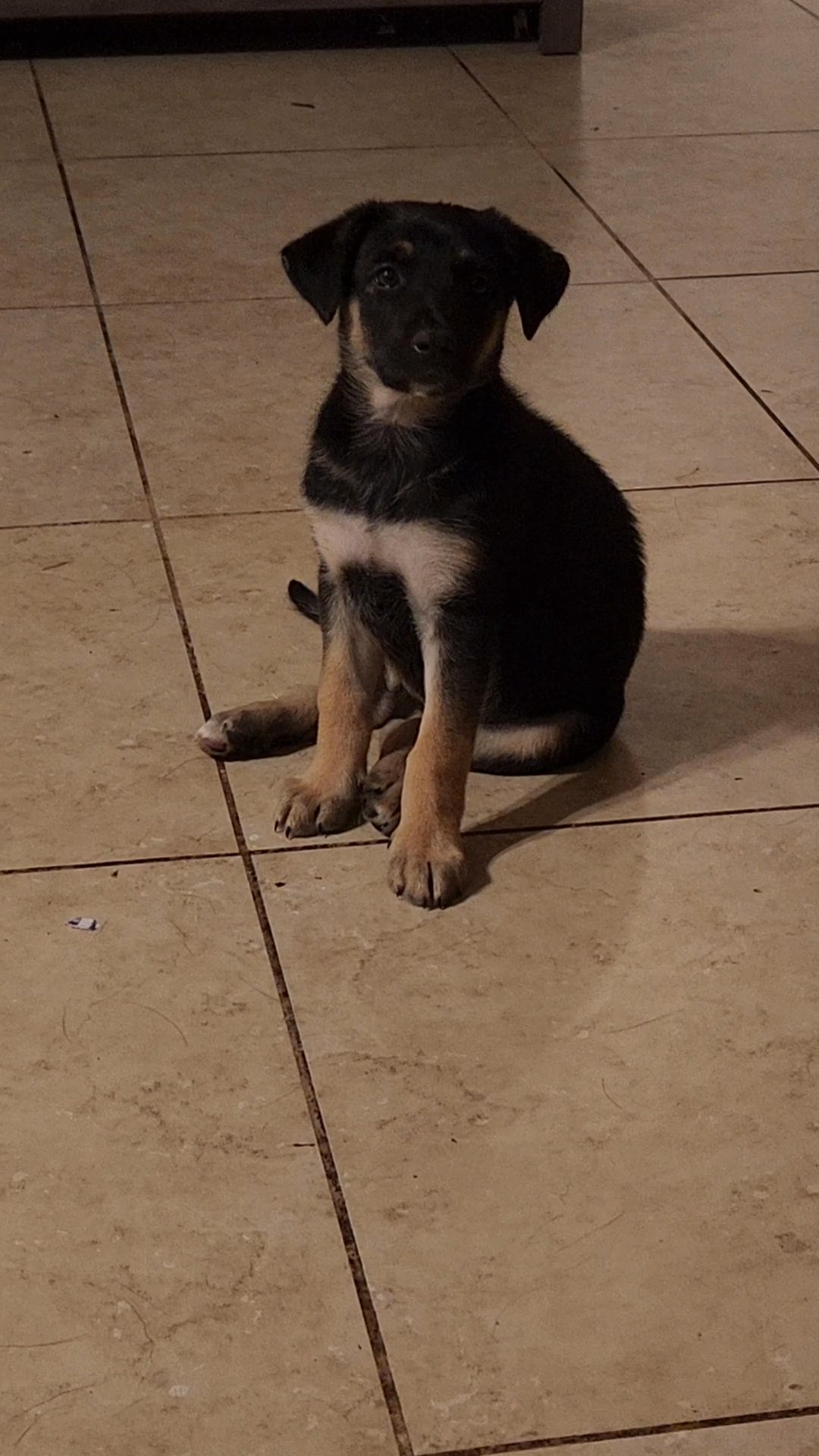 puppies for sale in Riverside, California