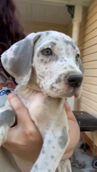 Blue Merle Female in Charlottesville, Virginia