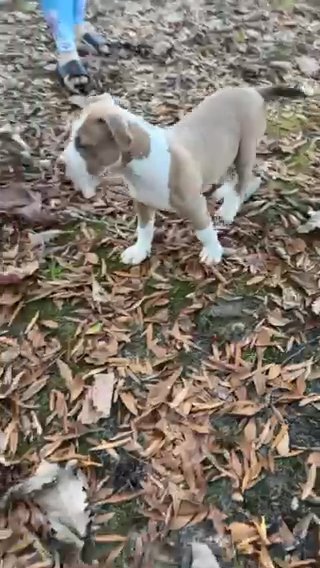 Male American Bully Puppy in Washington, District of Columbia