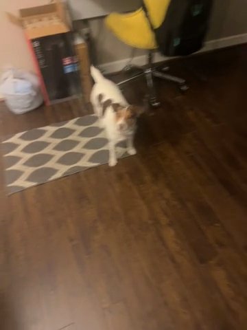 Jack Russell For Sale in Virginia Beach, Virginia