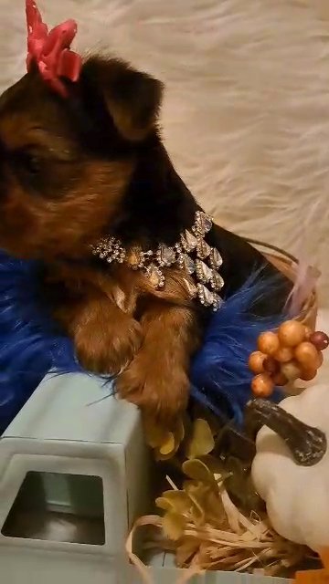 traditional color yorkie in McAlester, Oklahoma