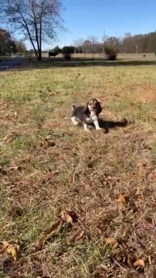Jack in Springfield, Missouri