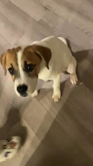 Dog For Sale Lab+white American Bull Dog in Houston, Texas