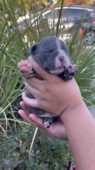 American Bully Puppy in San Jose, California