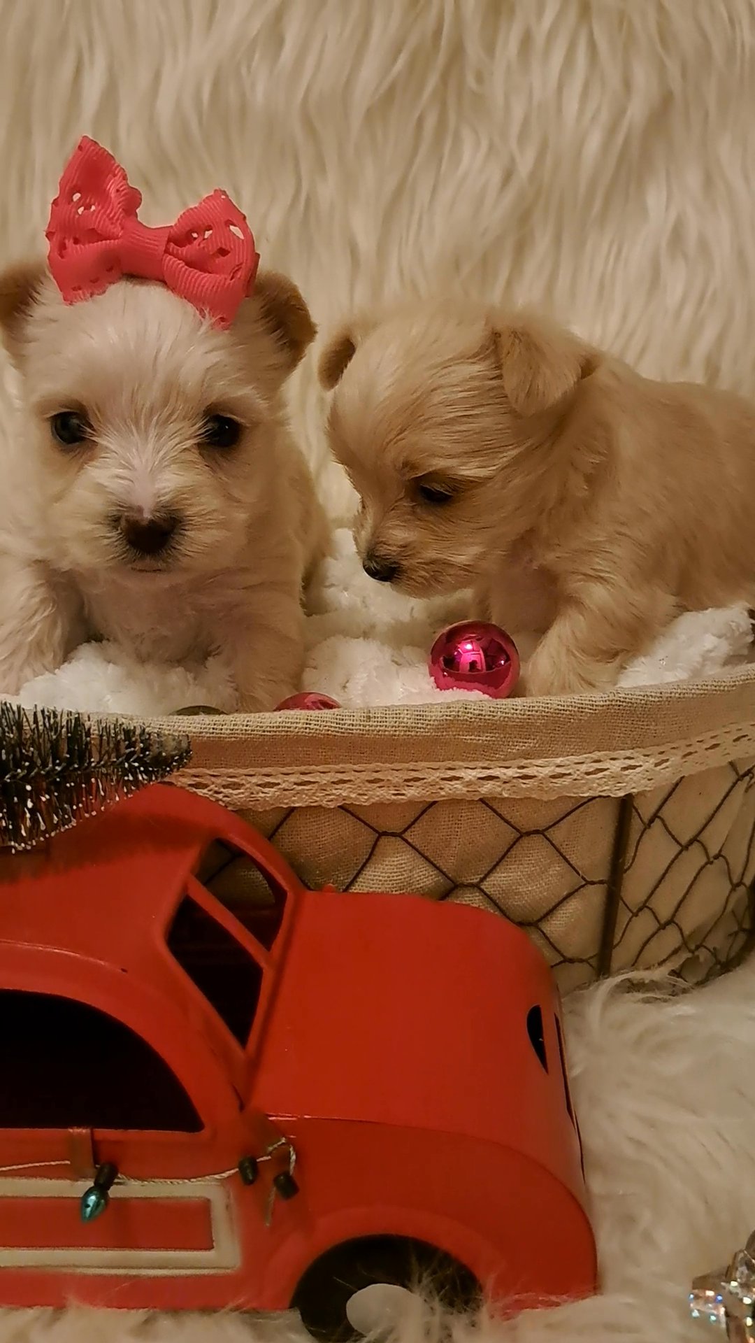 yorkies in McAlester, Oklahoma