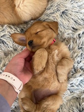 Hot Pink Collar Female in Oroville, California
