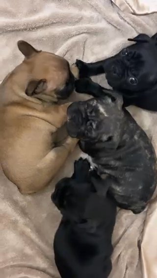 Frenchie in Houston, Texas