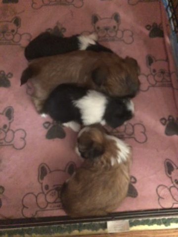 Shih Tzu Puppies in Brainerd, Minnesota