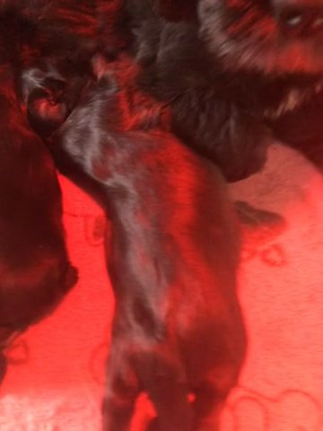 Shih Tzu Puppies in Brainerd, Minnesota