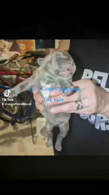 Pit-Corso Puppies in New York City, New York