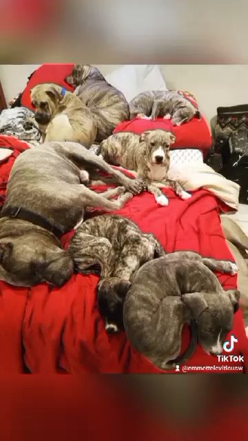 Pit-Corso puppies in New York City, New York