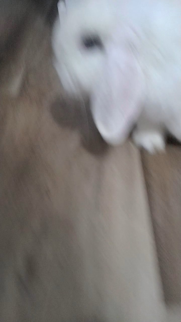 Adorable bunny 3months old 200$ in San Diego, California