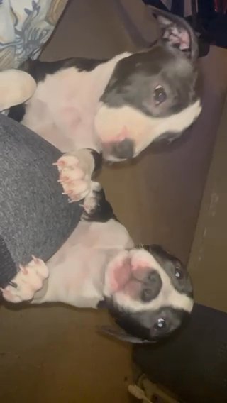 3 Month Old Pitts Looking For A Happy Forever Home in New York City, New York