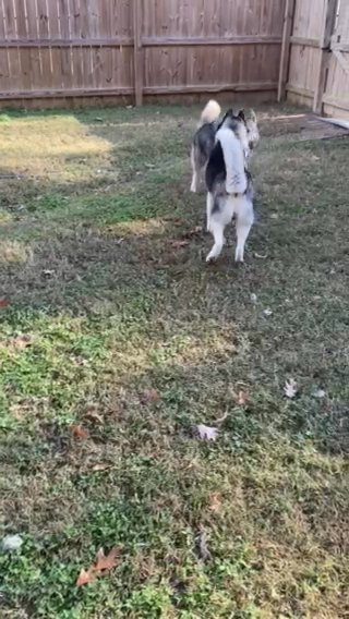 AKC Wolf gray Siberian husky STUD Only in Richmond, Virginia