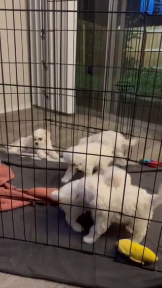 All White Maltipoos in Austin, Texas