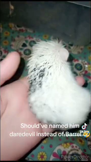"Barrel" Hedgehog Male in St. Louis, Missouri