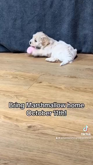 SOLD — Marshmallow — Champion-line AKC-ready Golden Havanese in Spanish Fork, Utah