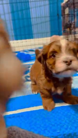 SOLD — Bella — Champion-line Sable Red Female Havanese Pup With White Markings in Spanish Fork, Utah
