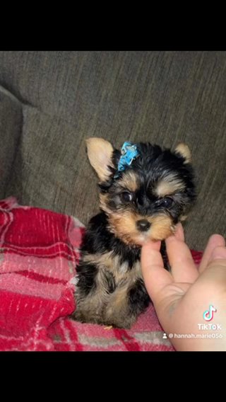 Teacup Female Yorkie in Cookeville, Tennessee