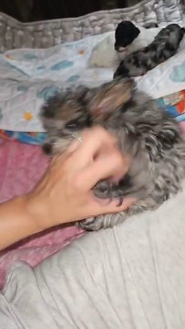 Phantom Parti Toy Poodle Girl in Coolidge, Arizona