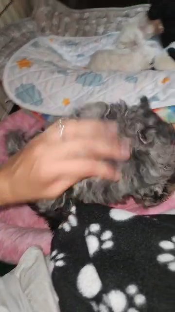 AKC Blue Merle Phantom Toy Poodle Girl in Coolidge, Arizona