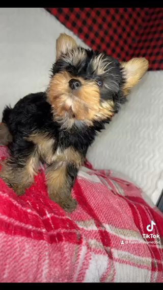 Teacup, Female Yorkie in Cookeville, Tennessee