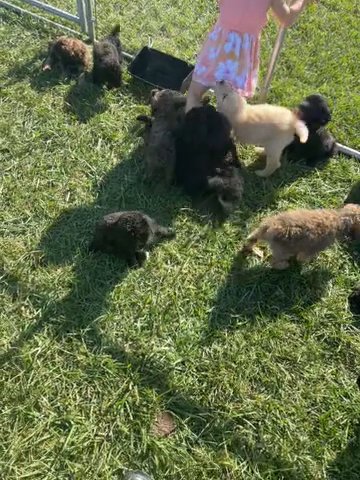 Goldendoodle in Cincinnati, Ohio