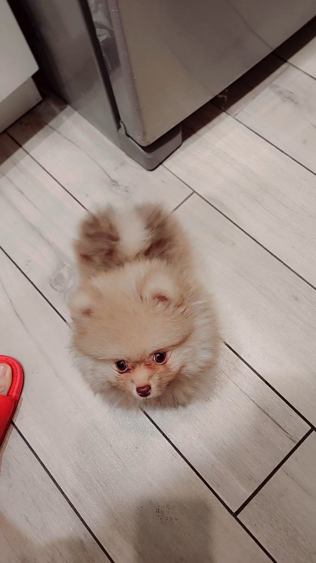 Pomeranian For Sale in Anaheim, California