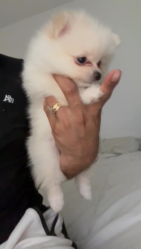 Pomeranian For Sale in Anaheim, California