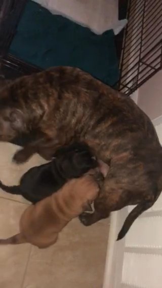 Bullies For Sale Ready Before X-mad in Orlando, Florida