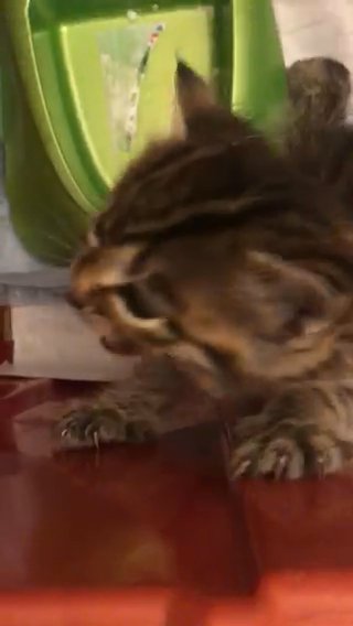 American Curl Kitten in Columbia, South Carolina