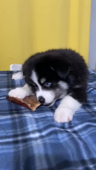 RUBBLE - Arctic Spitz/Pomsky in Roseburg, Oregon