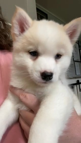 PATRIOT - Arctic Spitz/Pomsky in Roseburg, Oregon