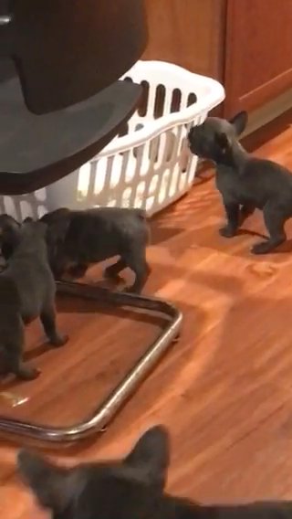 1 boy left blue/lilac French bull dog puppy that carry Isabella Merle in Scranton, Pennsylvania