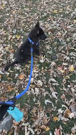 Huskita mix puppy in Springfield, Illinois