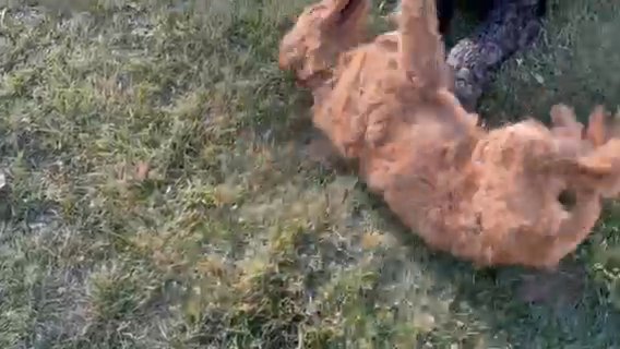 Goldendoodle Puppies in Clinton, Utah