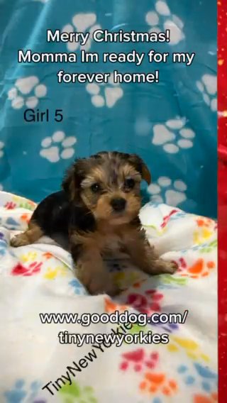 Female Yorkies Ready For Her New Home in New Albany, Indiana