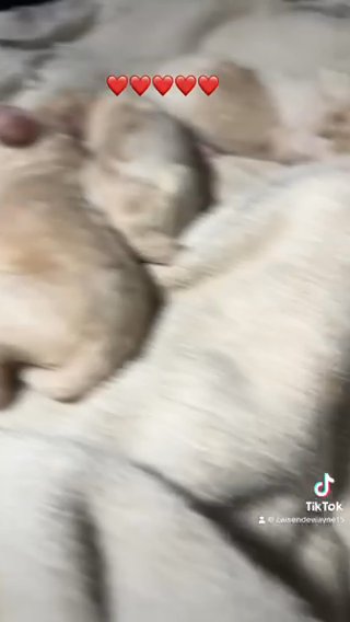 Golden Doodle Puppies in Atlanta, Georgia