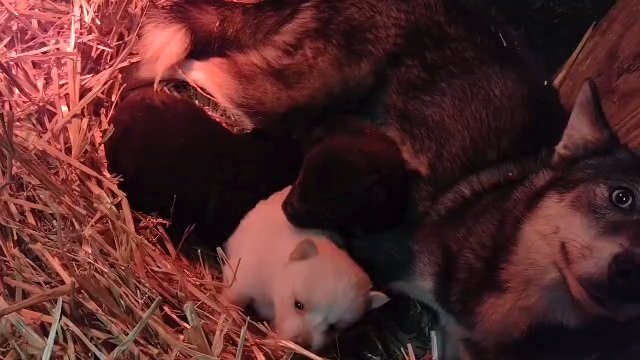 pomsky puppies in Tulsa, Oklahoma