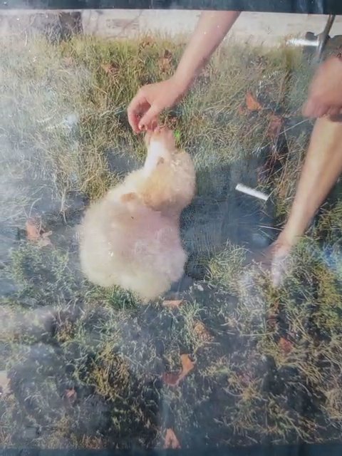 Standard Poodles in Martinsville, Virginia